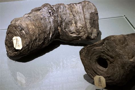 papyrus herculanum